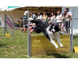 agility dog denice