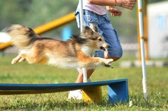 agility dog denice1